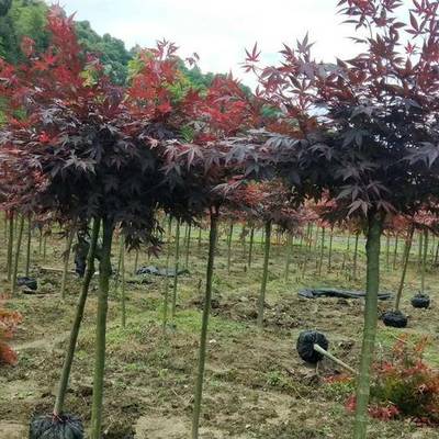 日本红枫红舞姬介绍