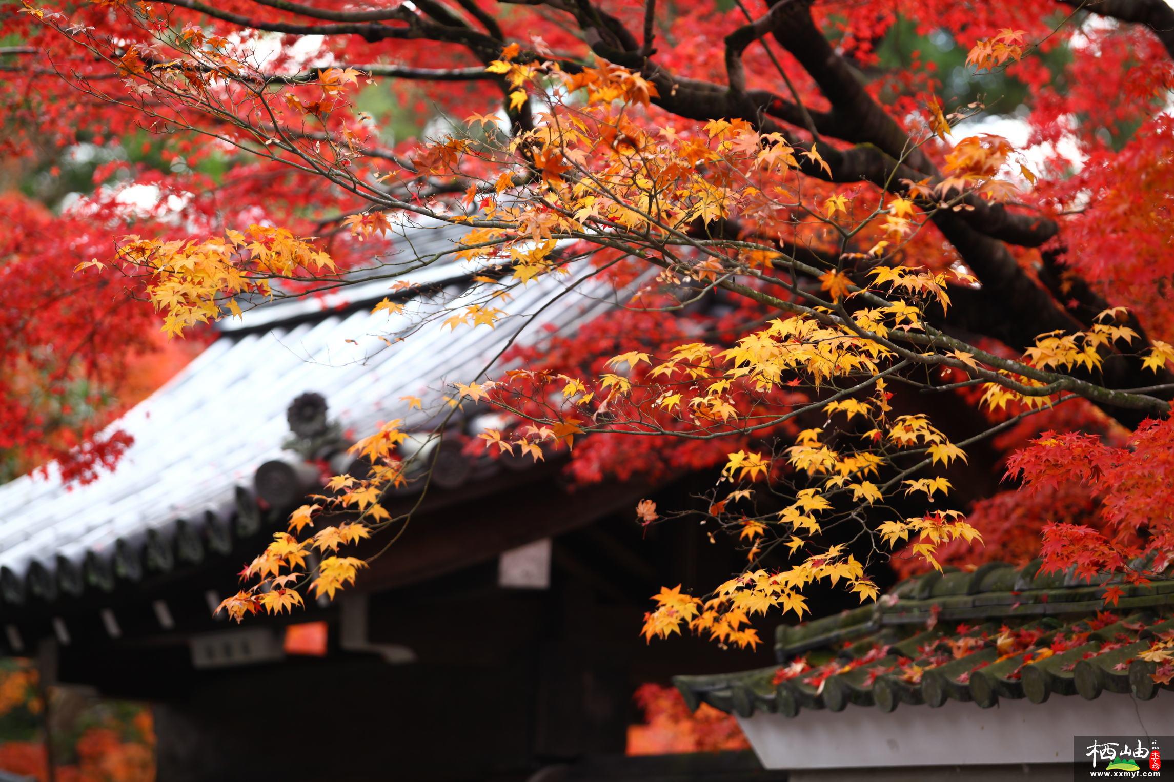 日本红枫红舞姬——植物非试管高效快繁日本红枫红舞姬 - 