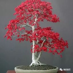 日本红枫盆景的制作方法