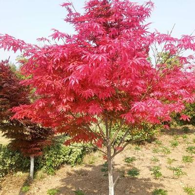 日本红枫红舞姬批发市场