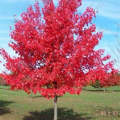 【景绣种业销售美国红枫苗小苗日本红枫小苗价格量大优惠】 - 产品库