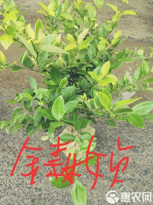 八角金盘