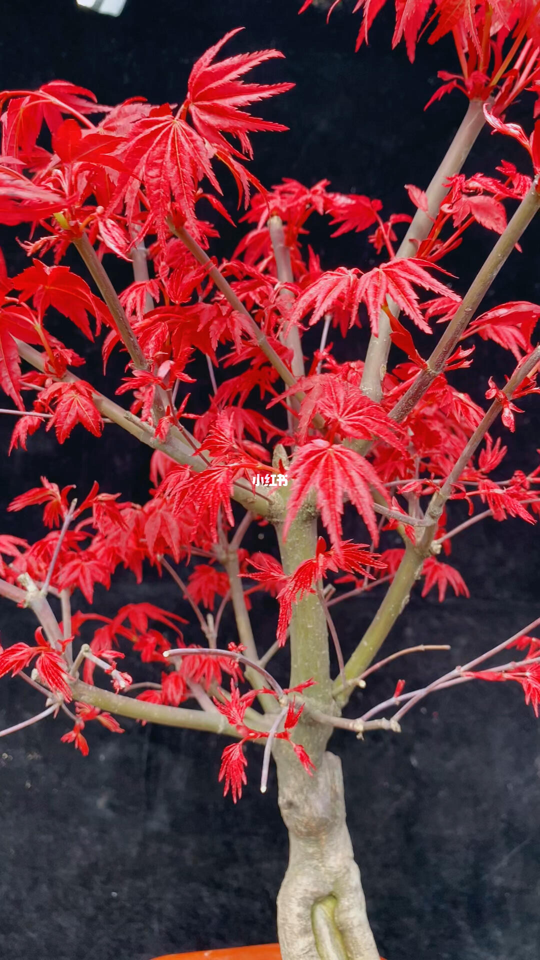 日本红枫红舞姬 一树丹霞舞秋风