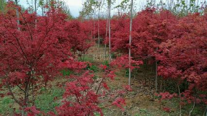 日本红枫“红舞姬” 山东青岛彩虹谷农场的珍贵苗木