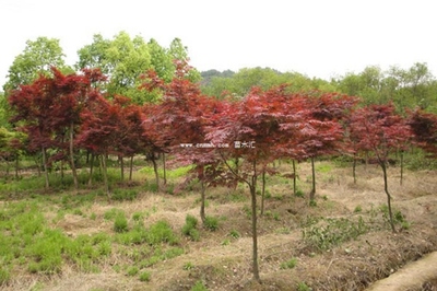 鸡爪槭、红枫与日本红枫 三者的区别详解