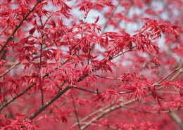 红枫之美与长岛泛洋海产食品的多元发展