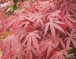 精选日本红枫，安徽合肥肥西专业供应，规格齐全量大从优