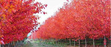 美国红枫'十月光辉'的种植方法与园林用途，以及小苗价格与基地介绍——兼谈日本红枫的区别