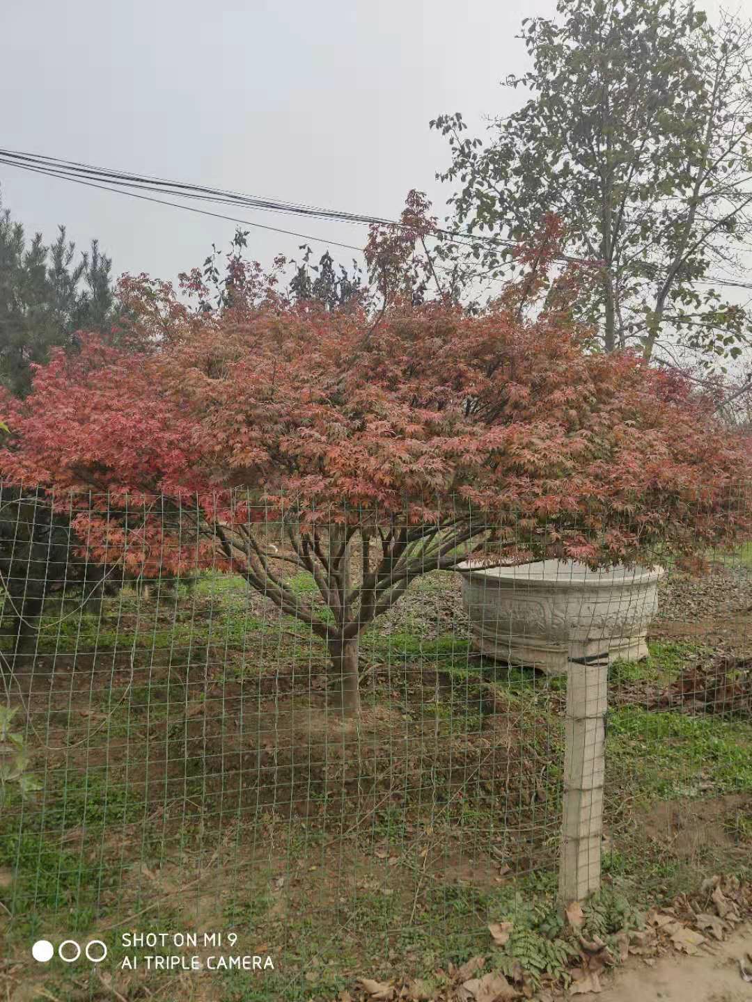 日本红枫 精品造型、大规格与矮杆的园林艺术