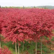 日本红枫之美 园林艺术中的一抹东方雅韵