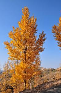 日本红枫赤金枫 秋日园林的璀璨明珠