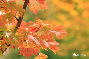 深浅枫如被酒红 日本红枫及其在园艺疗法中的运用