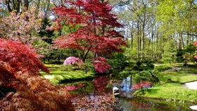 日本红枫 秋日里的绚烂诗篇