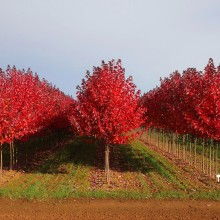 日本红枫 秋日里的绚烂诗篇