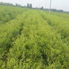 日本红枫 园林绿化中的优雅选择