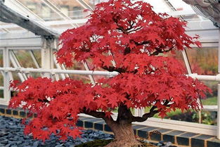 日本红枫盆景制作指南