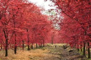 比古镇更美的绝密基地，99%的成都人都没去过的日本红枫秘境