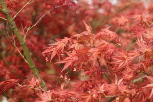 九农花木园艺场基地实拍图 日本红枫红舞姬与日本红枫的绚丽风采