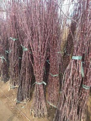 红枫小苗产地直发指南 美国、日本与中国品种对比