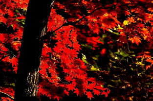 待到秋风起，枫叶最相思——本溪关门山日本红枫漫记