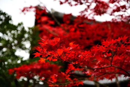 薛蛮子买下日本一条街，日本红枫投资热潮你跟上节奏了吗？