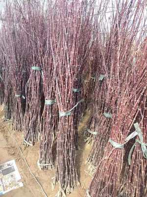 红枫小苗产地直发 美国、日本与中国品种比较