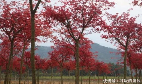 枫情万种之日本红枫红舞姬