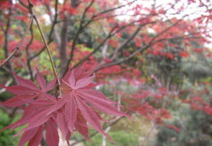 日本红枫‘橙之梦’与中国红枫的异同对比