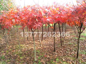 探寻红枫之美 品种、市场与观赏胜地全解析