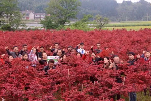 枫情万种之日本红枫“红舞姬” 一树绚烂，舞动秋色