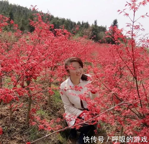 枫情万种之日本红枫 红舞姬的绚烂与雅韵