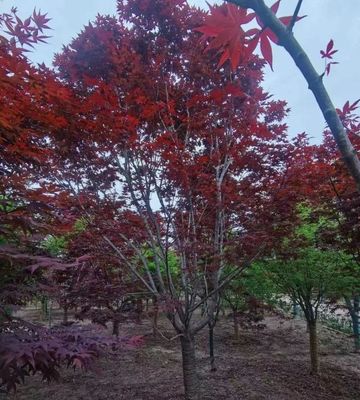 园林绿化新贵 日本红枫与中国红、美国红枫的精品化培育之路