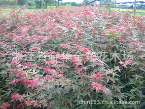 日本红枫苗木选购与园林应用指南