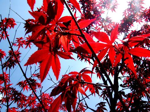 日本红枫 长势最快的品种与最美叶色鉴赏指南