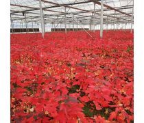 庭院点睛之笔 美国四季红枫与日本红枫精品推荐