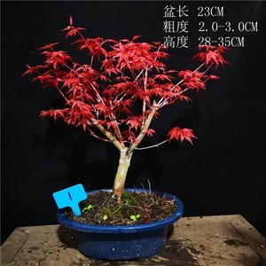 日本红枫“出猩猩” 庭院中的一抹烈焰