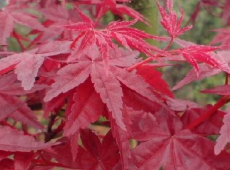 日本红枫与美国红枫的区别和特点 聚焦日本红枫的东方雅韵