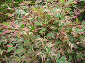 蝴蝶枫 日本红枫中的璀璨明珠