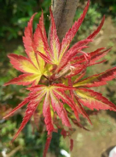 日本红枫爪柿 庭院中的秋日双重奏